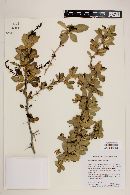 Berberis commutata image