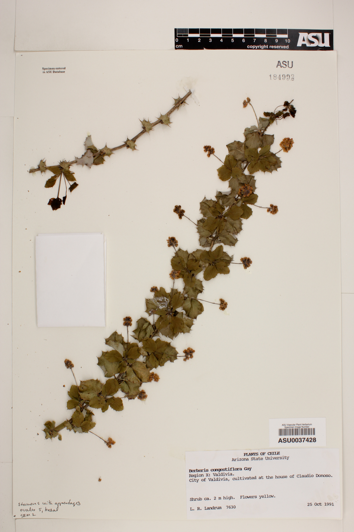 Berberis congestiflora image