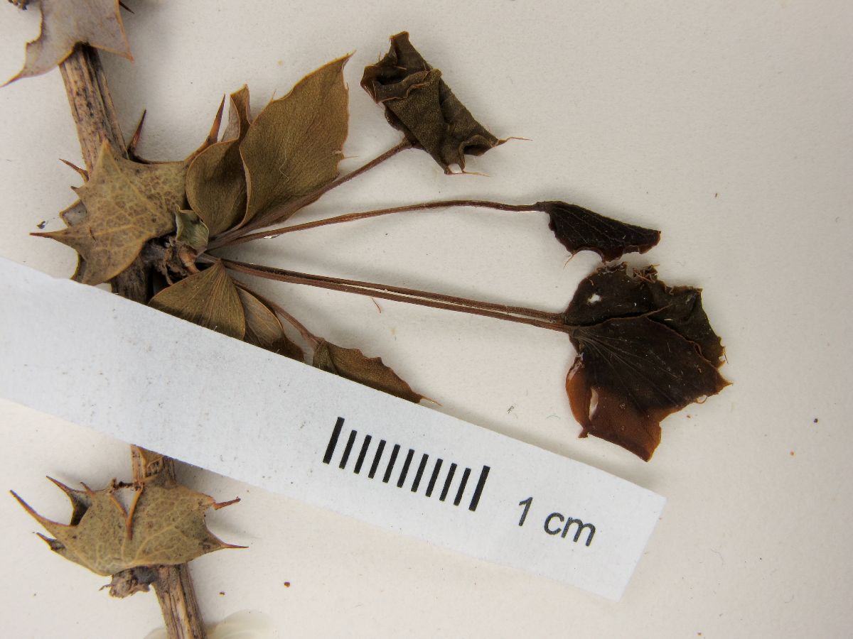 Berberis congestiflora image