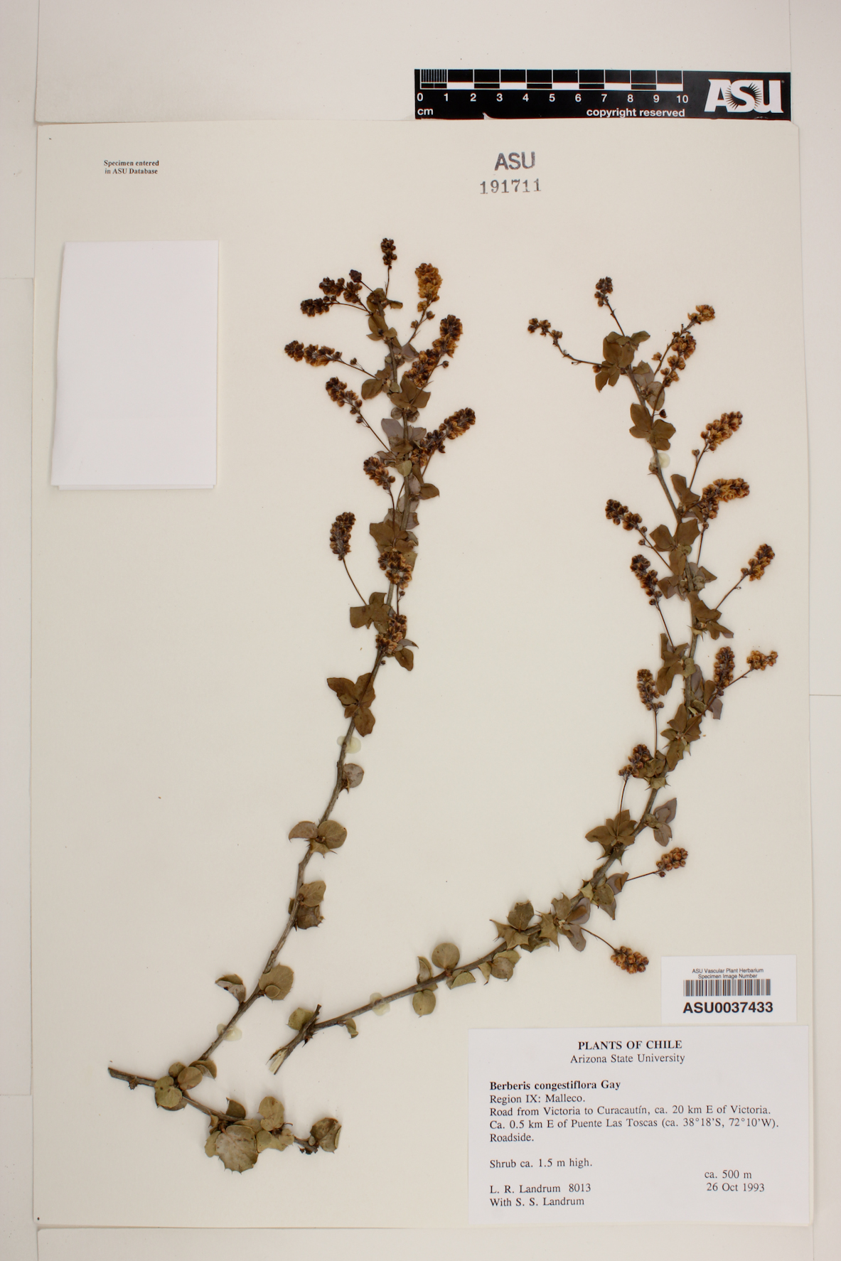 Berberis congestiflora image