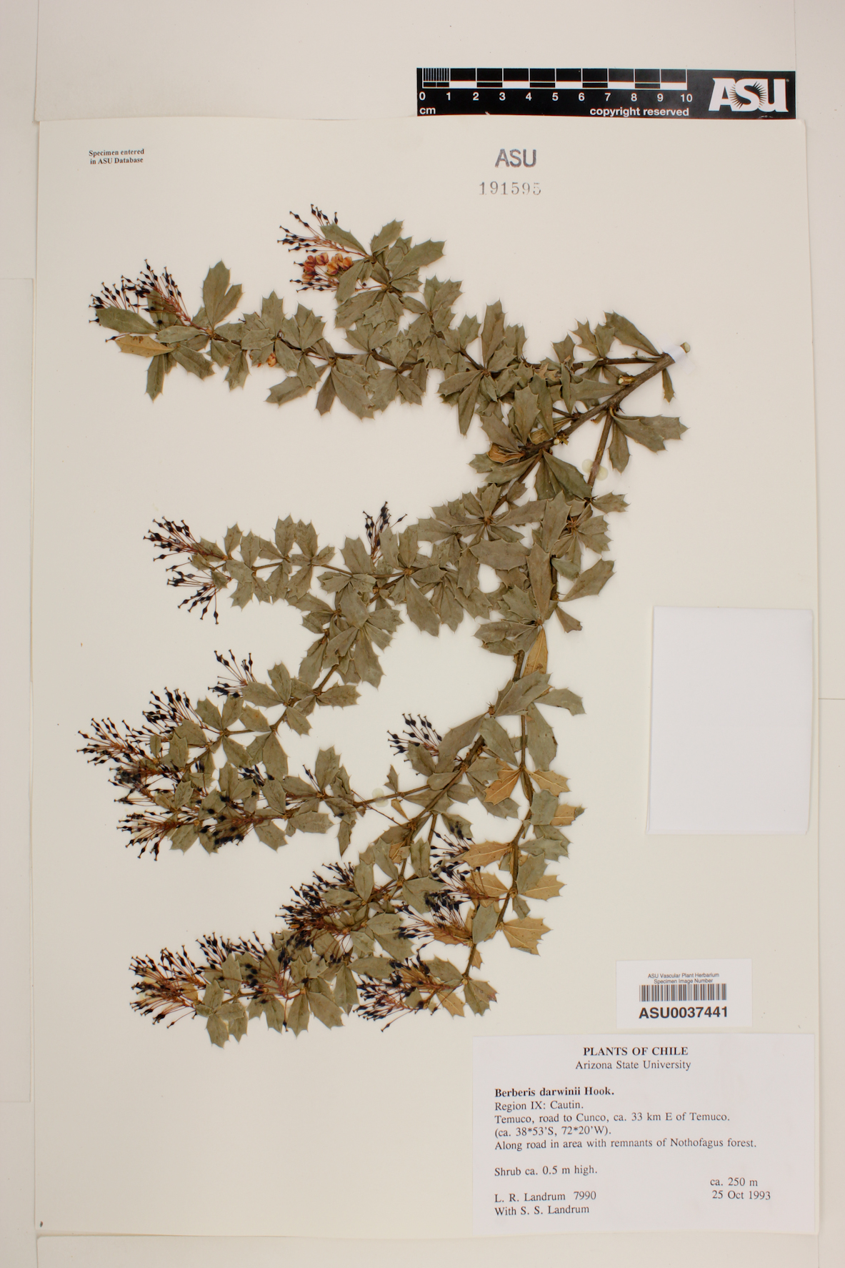 Berberis darwinii image