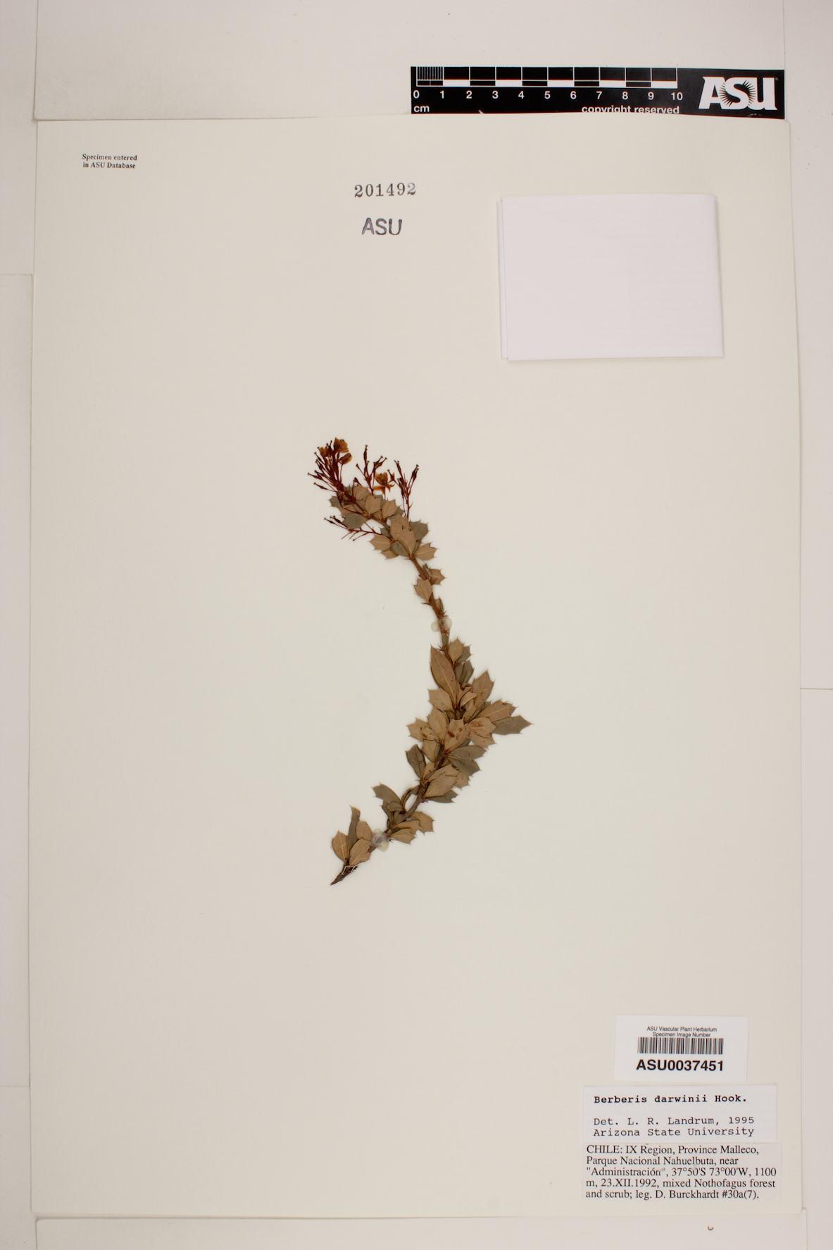 Berberis darwinii image