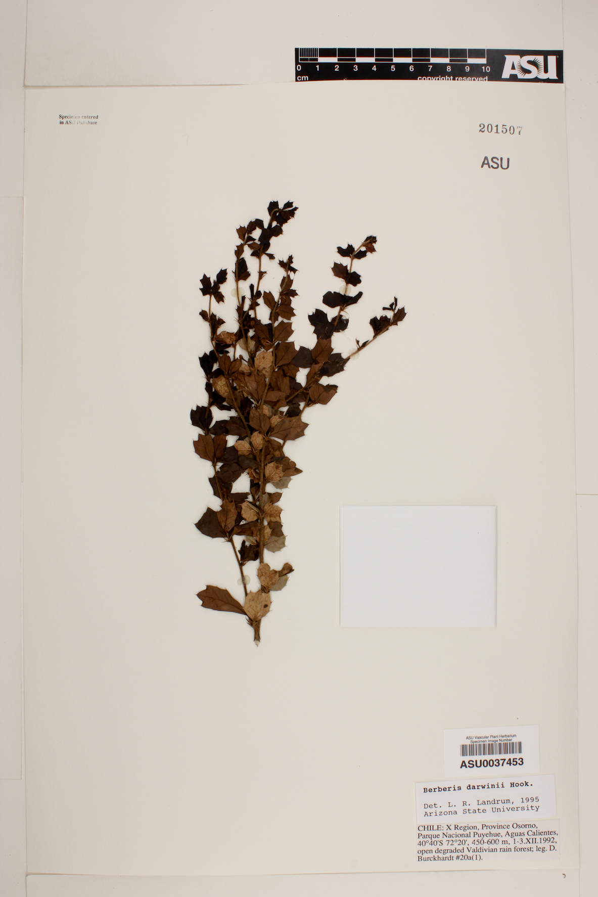 Berberis darwinii image