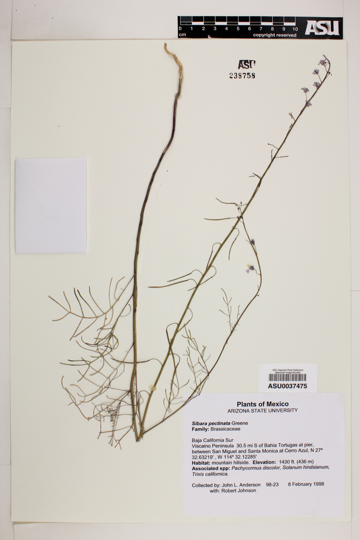 Sibara pectinata image