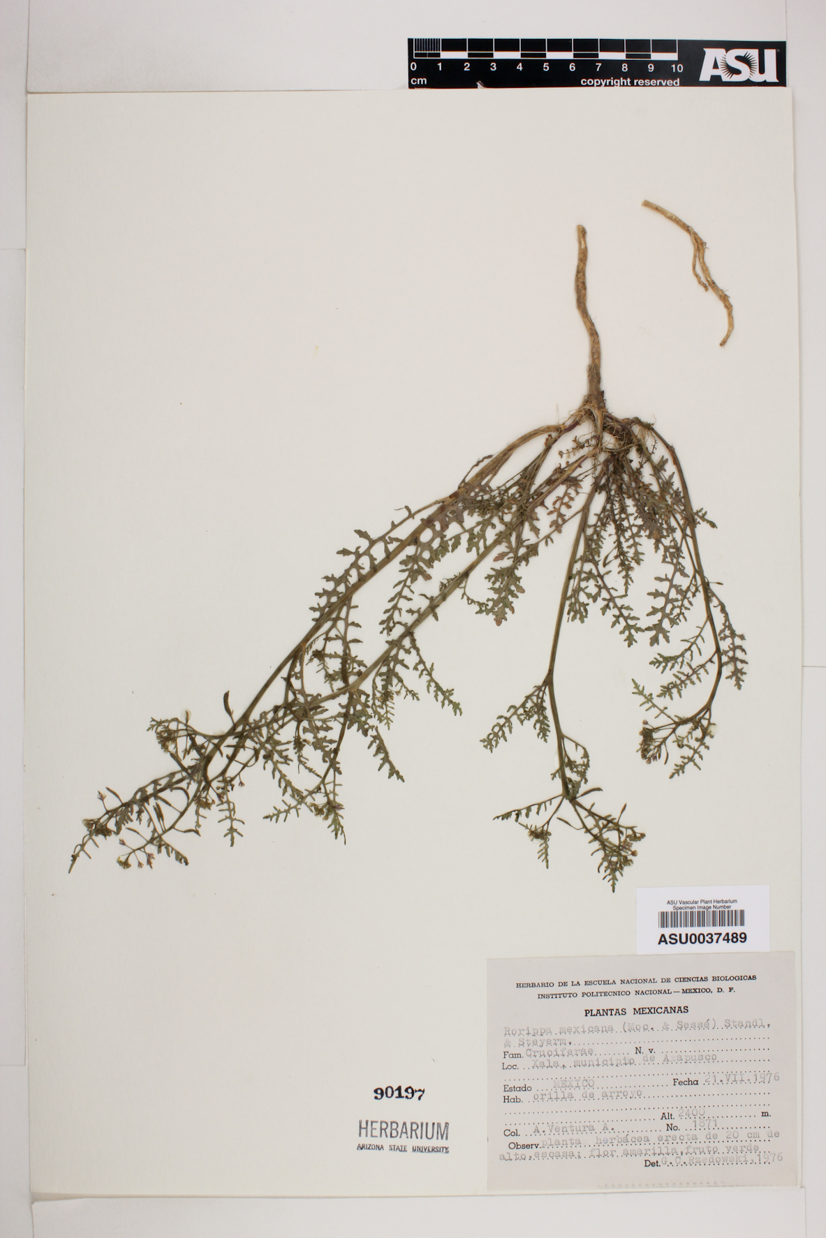 Rorippa mexicana image
