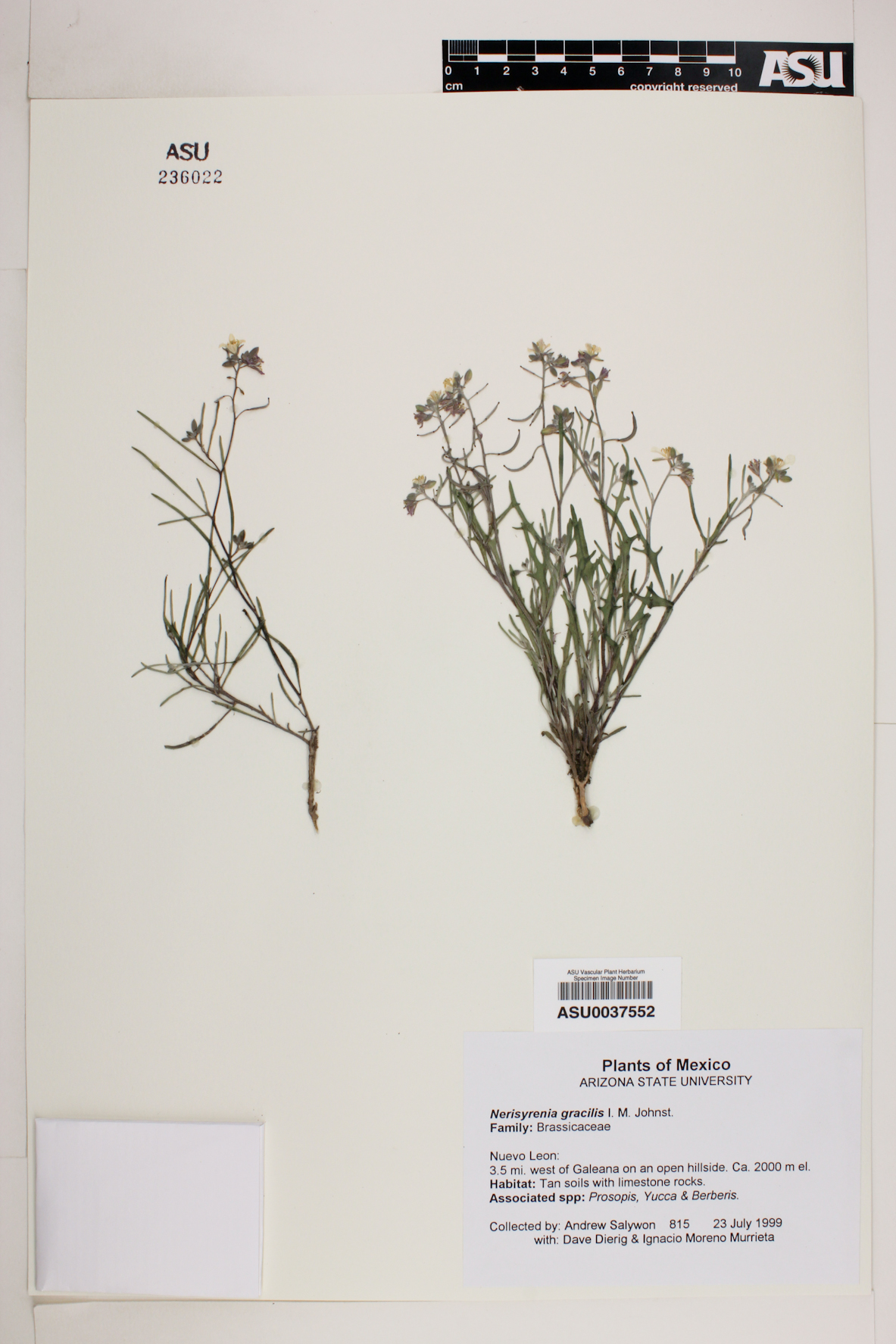 Nerisyrenia gracilis image