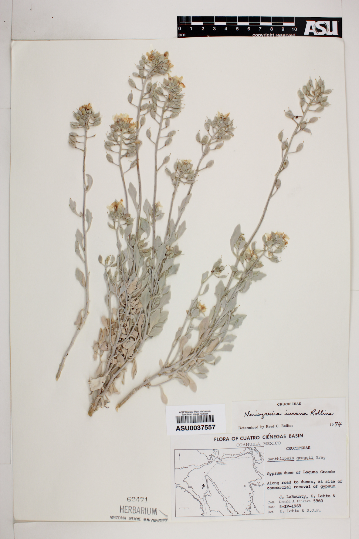 Nerisyrenia incana image