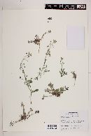 Physaria argyraea image