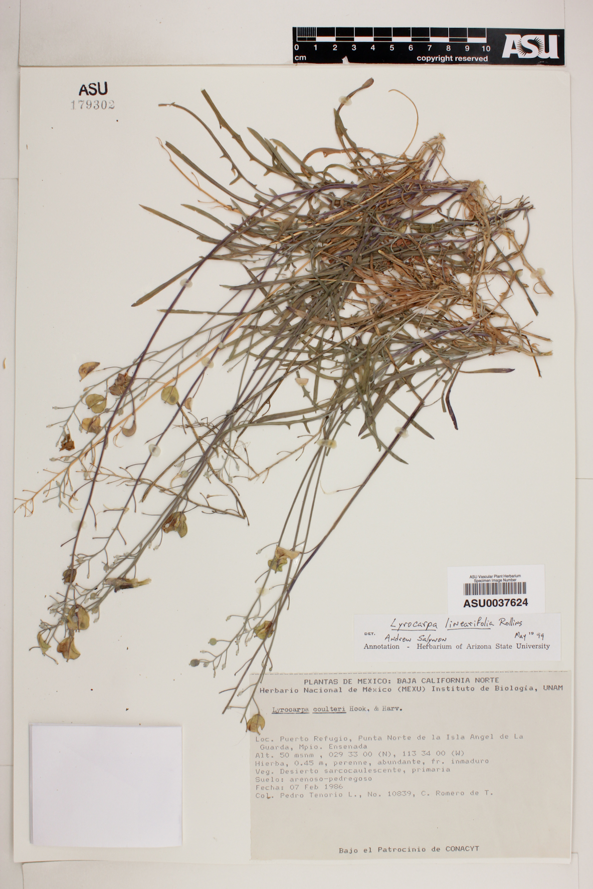 Lyrocarpa linearifolia image