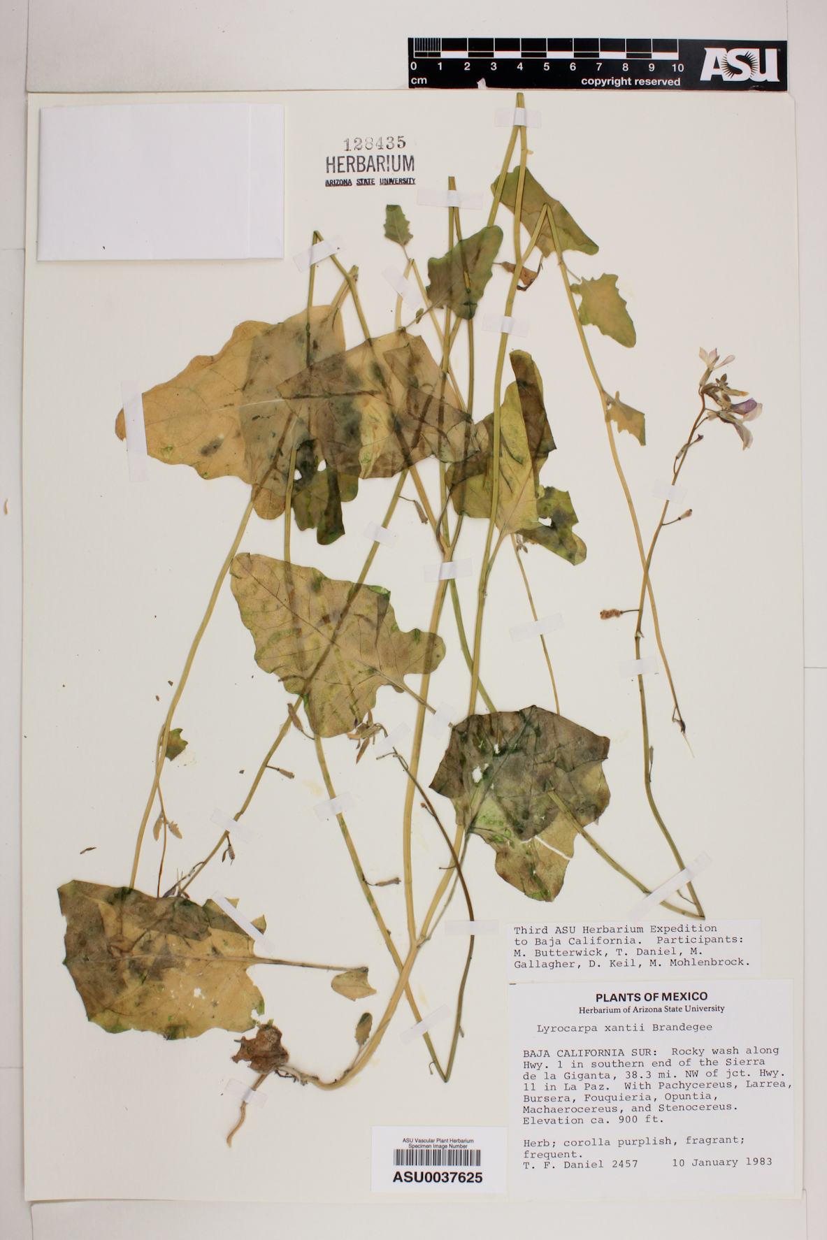 Lyrocarpa xanti image