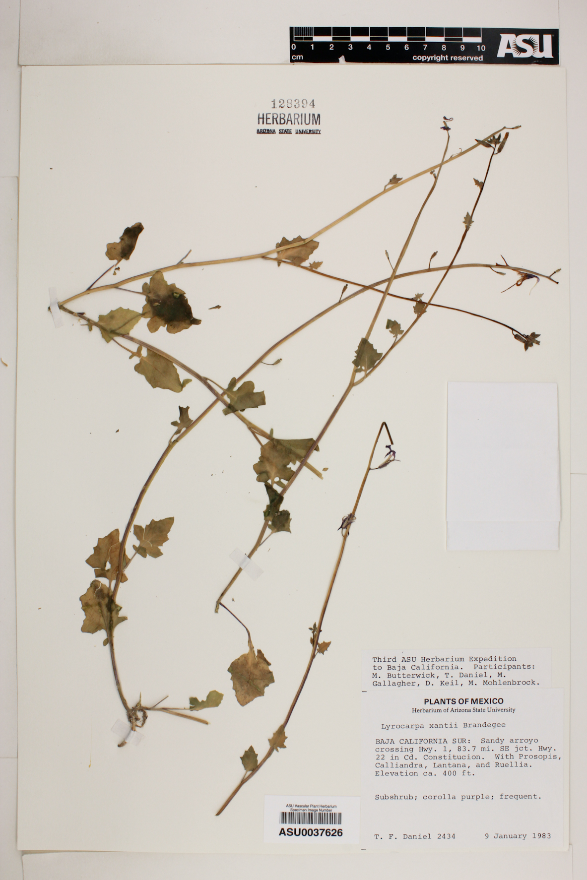 Lyrocarpa xanti image