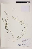 Physaria schaffneri image