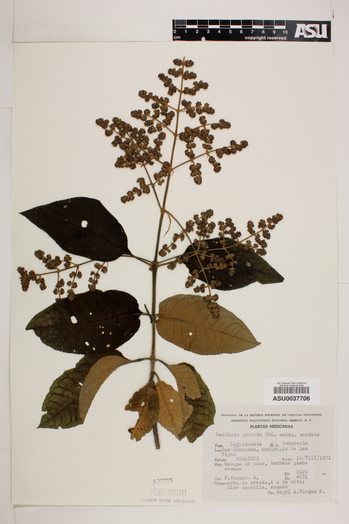 Buddleja cordata image