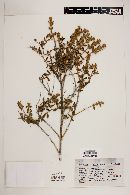 Buddleja scordioides image