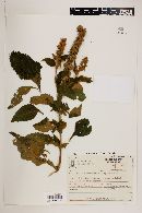 Buddleja stachyoides image