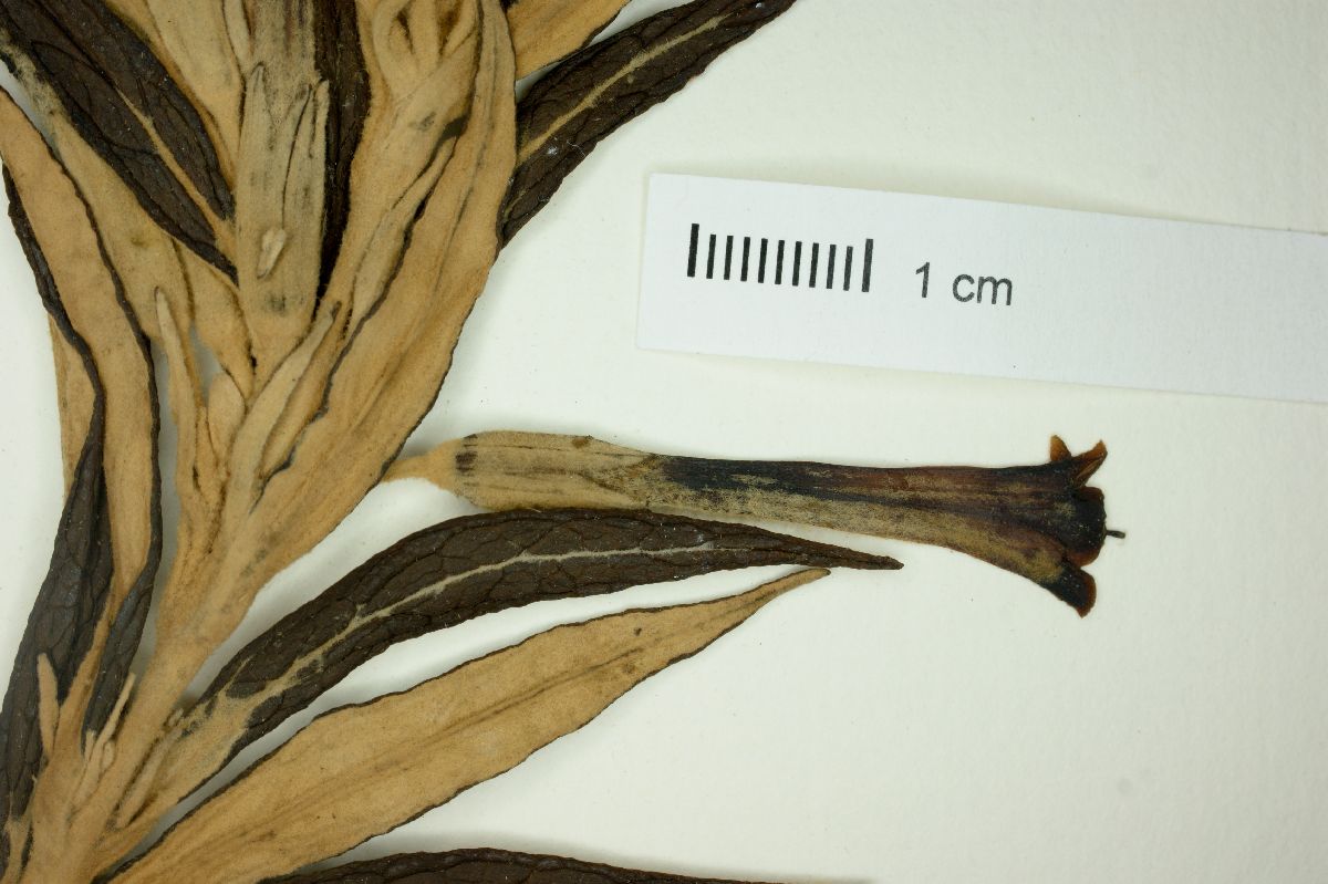 Buddleja longiflora image
