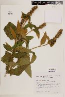 Buddleja stachyoides image