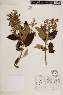 Buddleja tomentella image