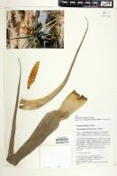 Tillandsia latifolia image