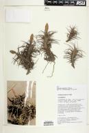 Tillandsia latifolia image