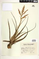 Tillandsia lorentziana image