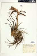 Tillandsia vernicosa image