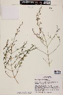 Carlowrightia linearifolia image