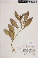 Hippobroma longiflora image