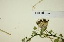 Trifolium wigginsii image