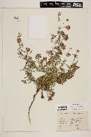 Trifolium wigginsii image