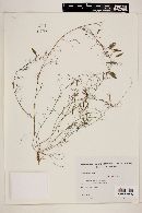 Image of Vicia epetiolaris