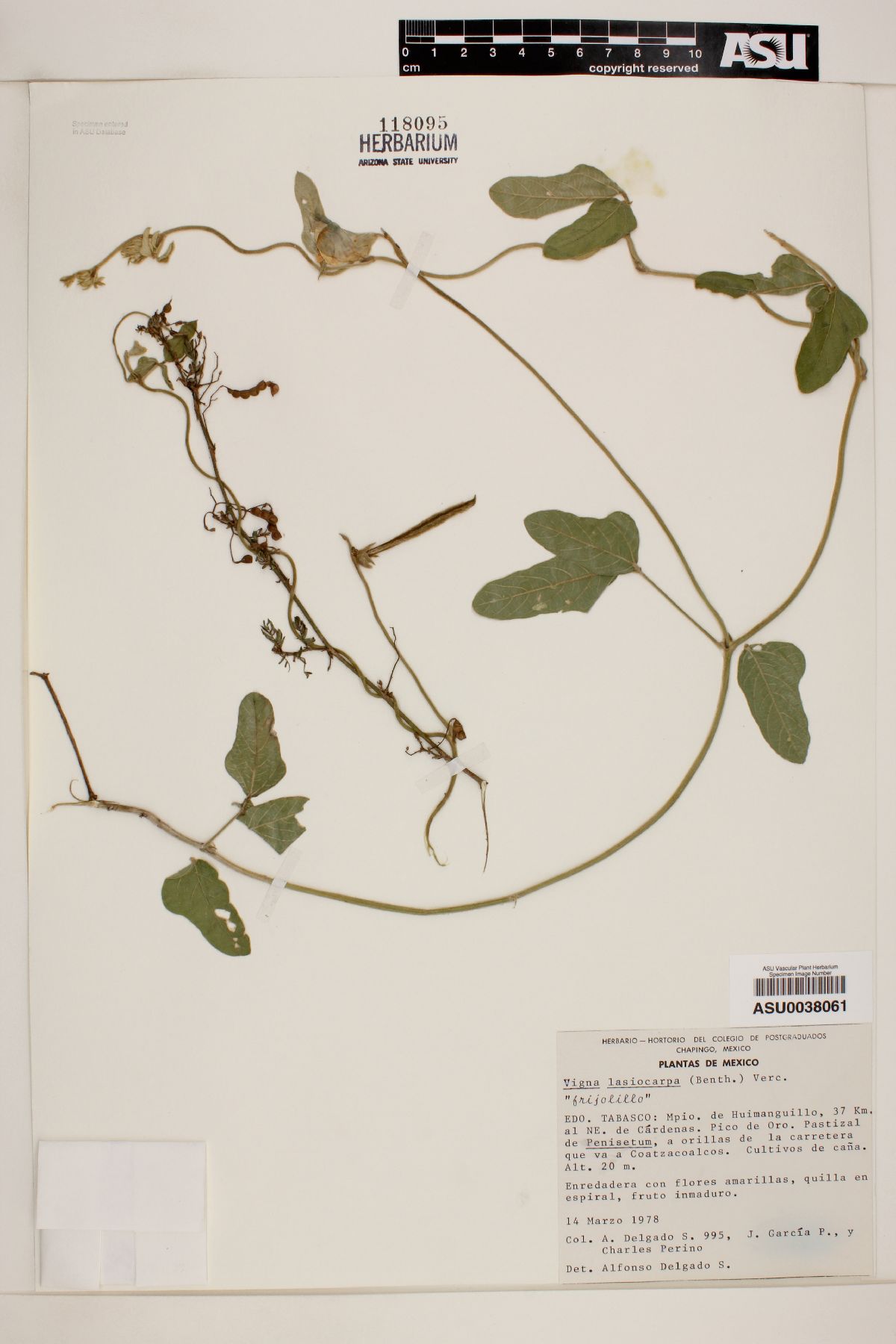 Vigna lasiocarpa image