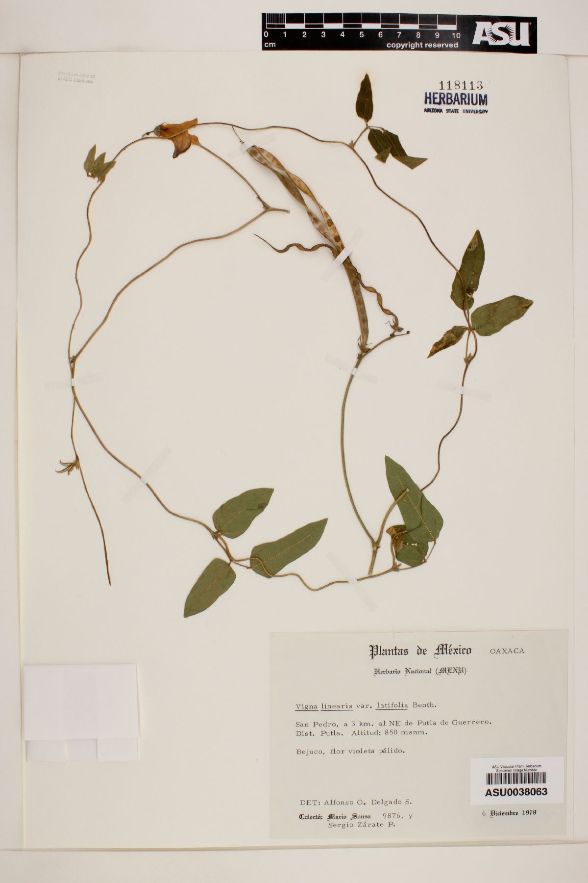 Vigna linearis image