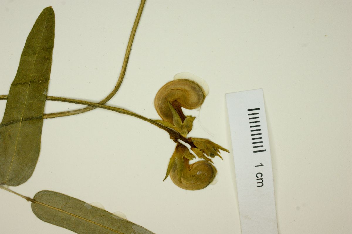 Vigna peduncularis image