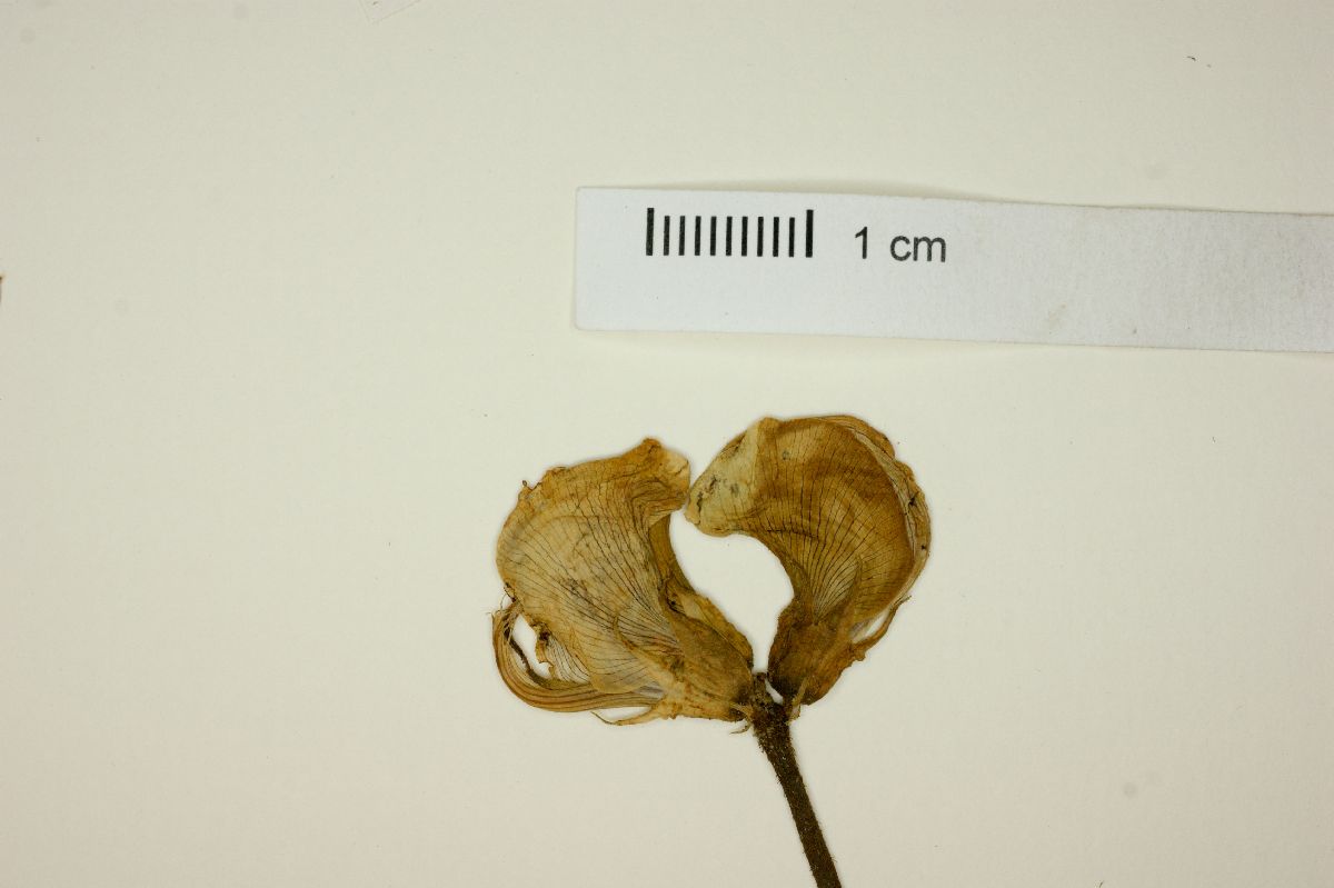 Vigna vexillata image