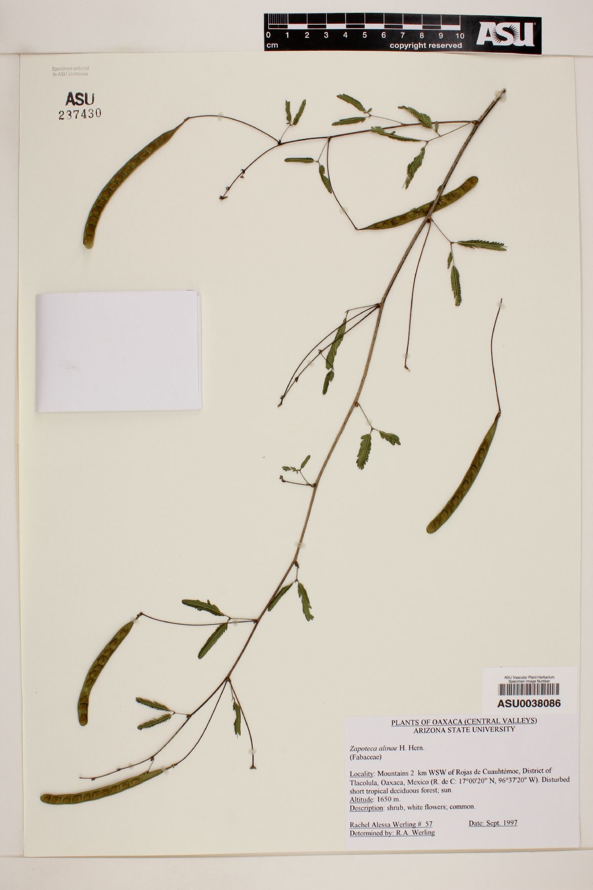Zapoteca alinae image