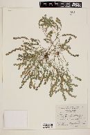 Image of Zornia thymifolia