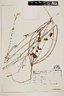 Zornia latifolia image