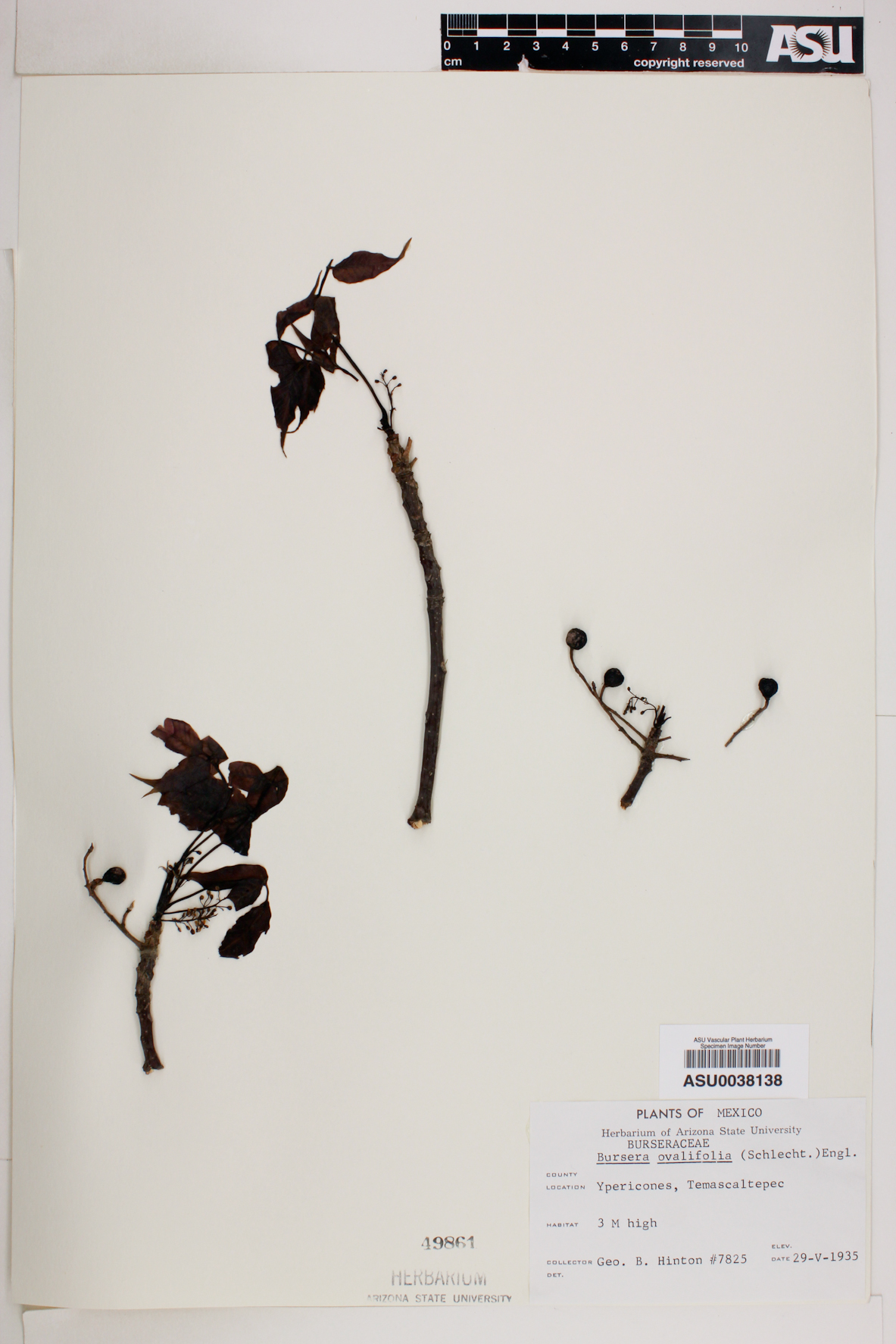 Bursera ovalifolia image