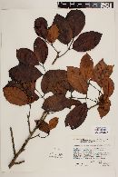 Tetragastris mucronata image