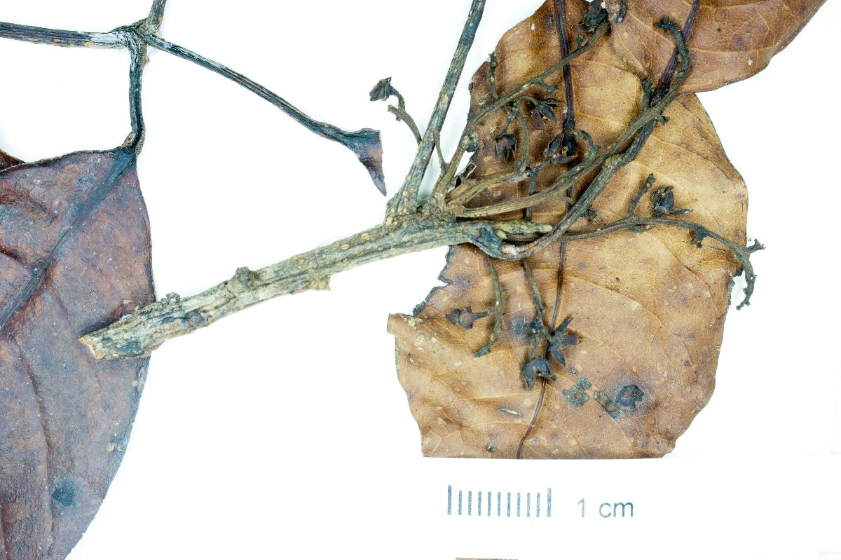 Tetragastris mucronata image