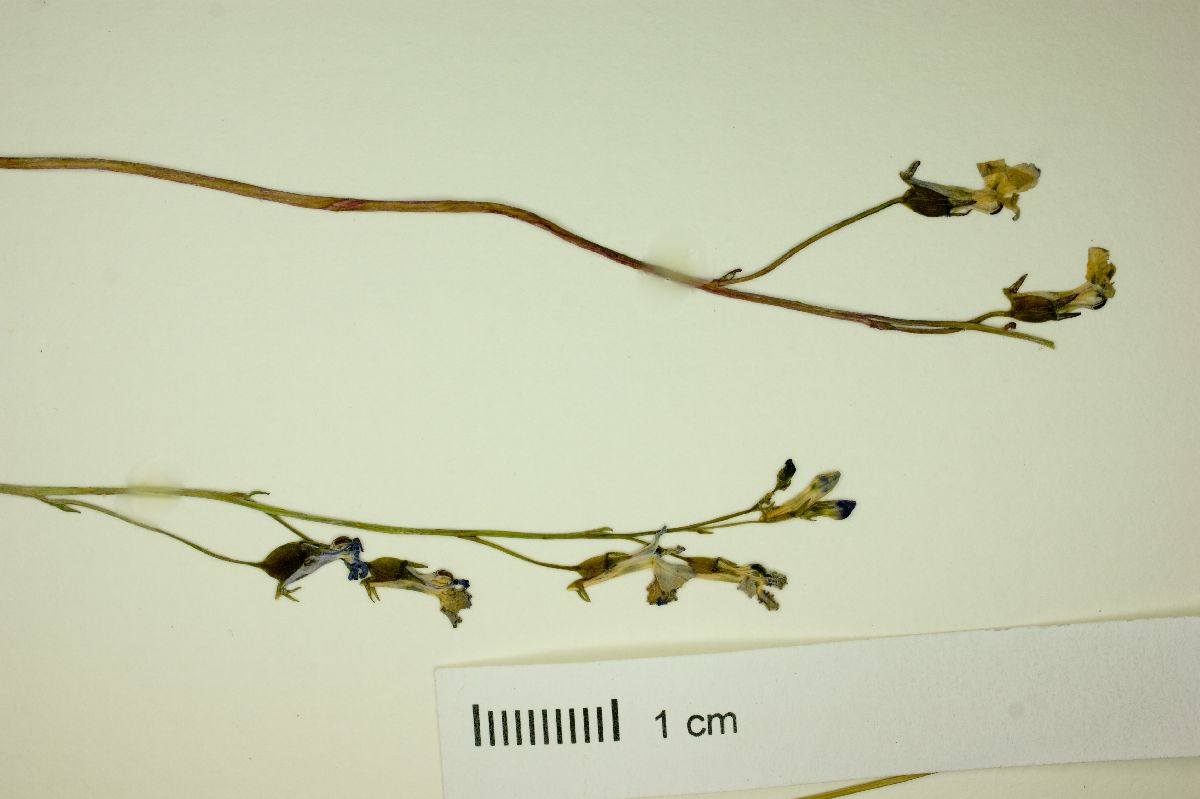 Lobelia endlichii image