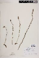 Lobelia fenestralis image