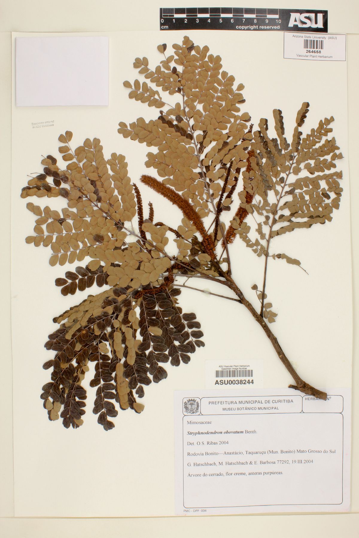 Stryphnodendron obovatum image