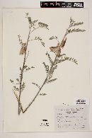 Sutherlandia frutescens image