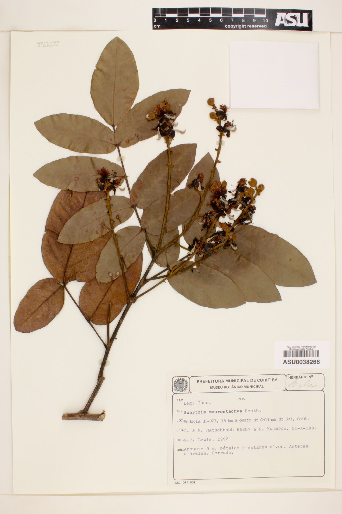 Swartzia macrostachya image