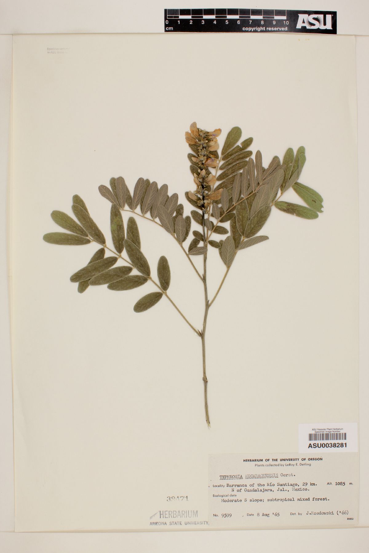 Tephrosia nicaraguensis image
