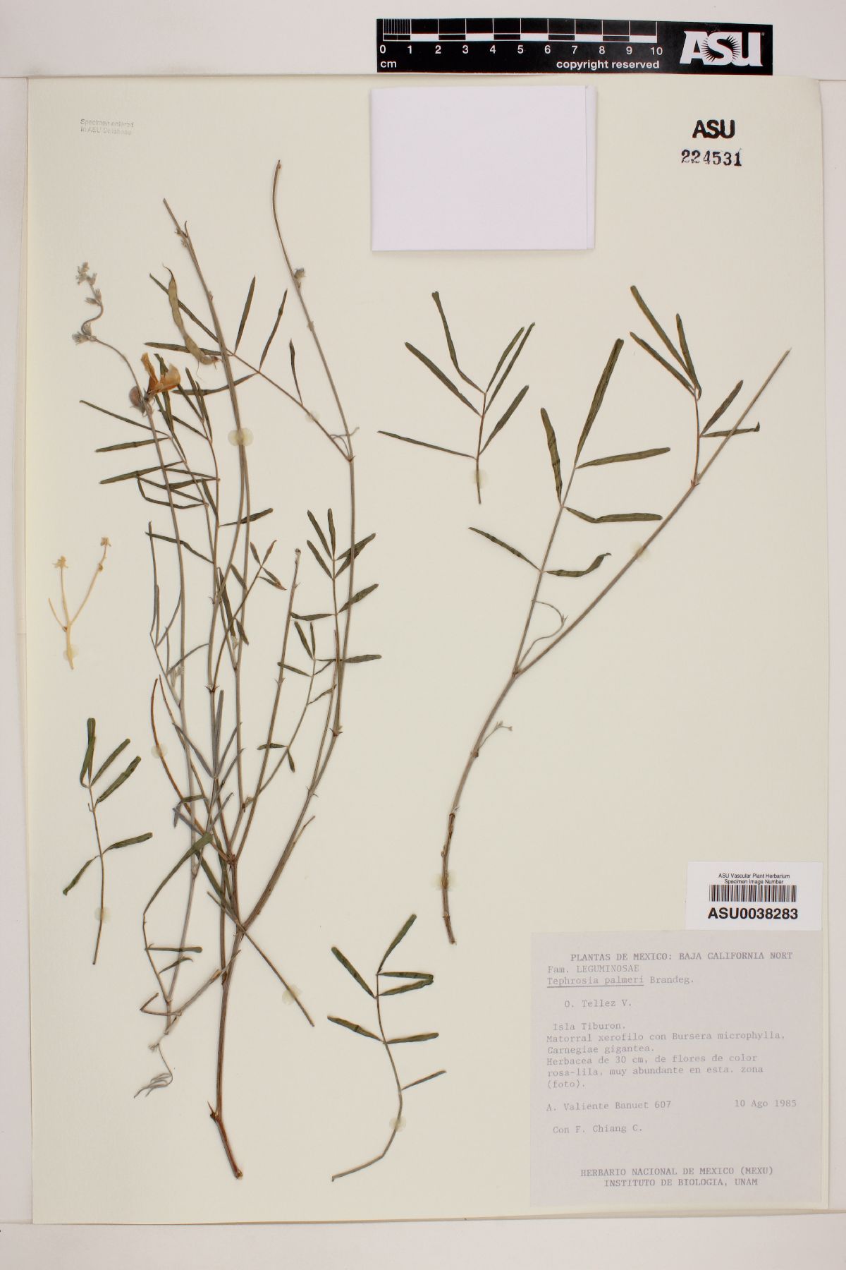 Tephrosia palmeri image