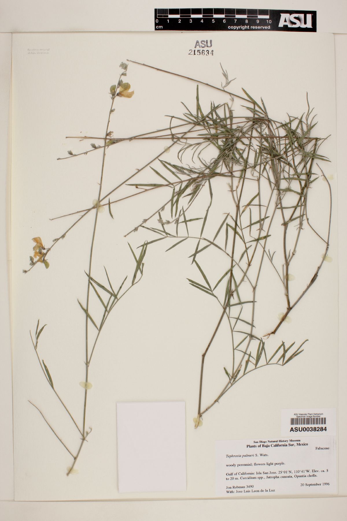 Tephrosia palmeri image