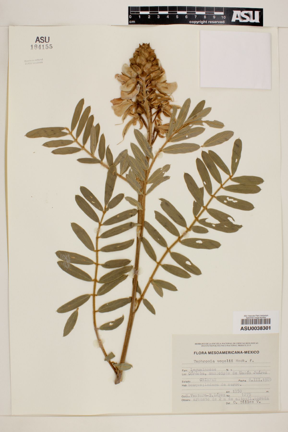 Tephrosia vogelii image